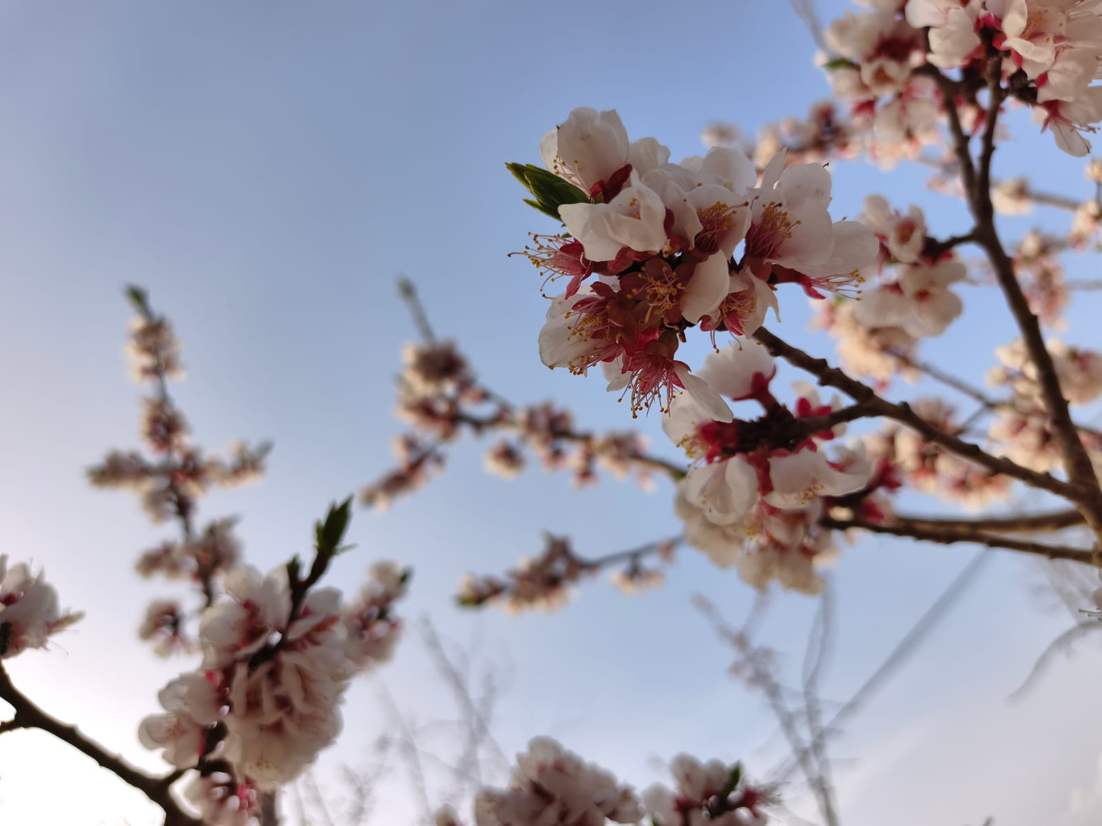 杏花开了的记录照片