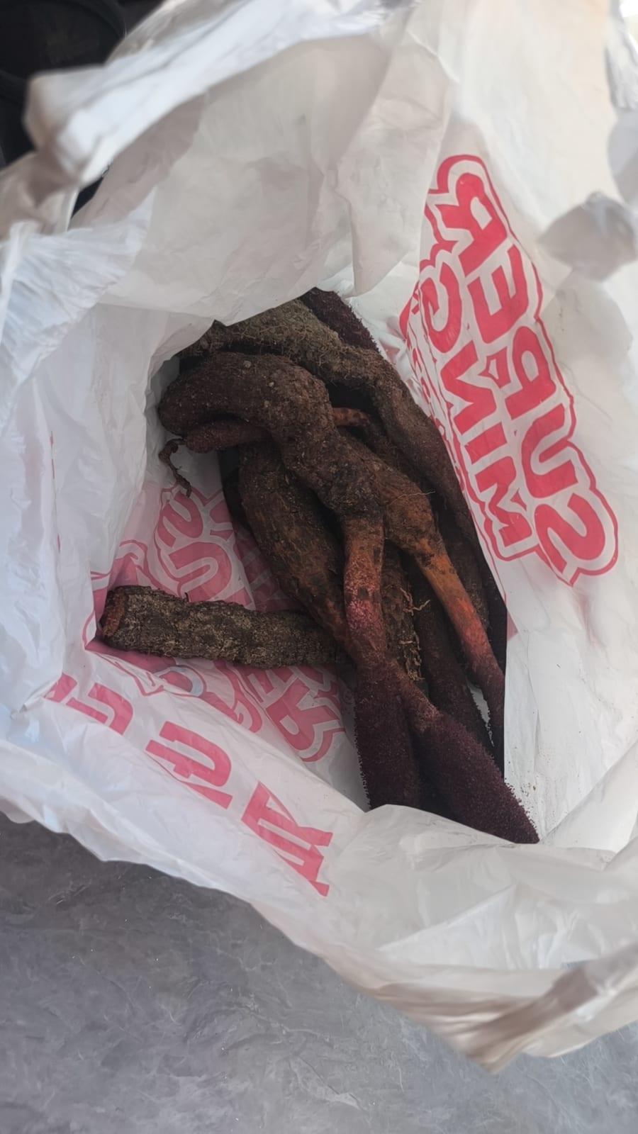 第一次挖到锁阳的记录照片