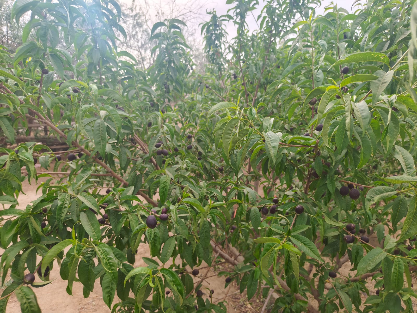 树上挂满了果实的记录照片