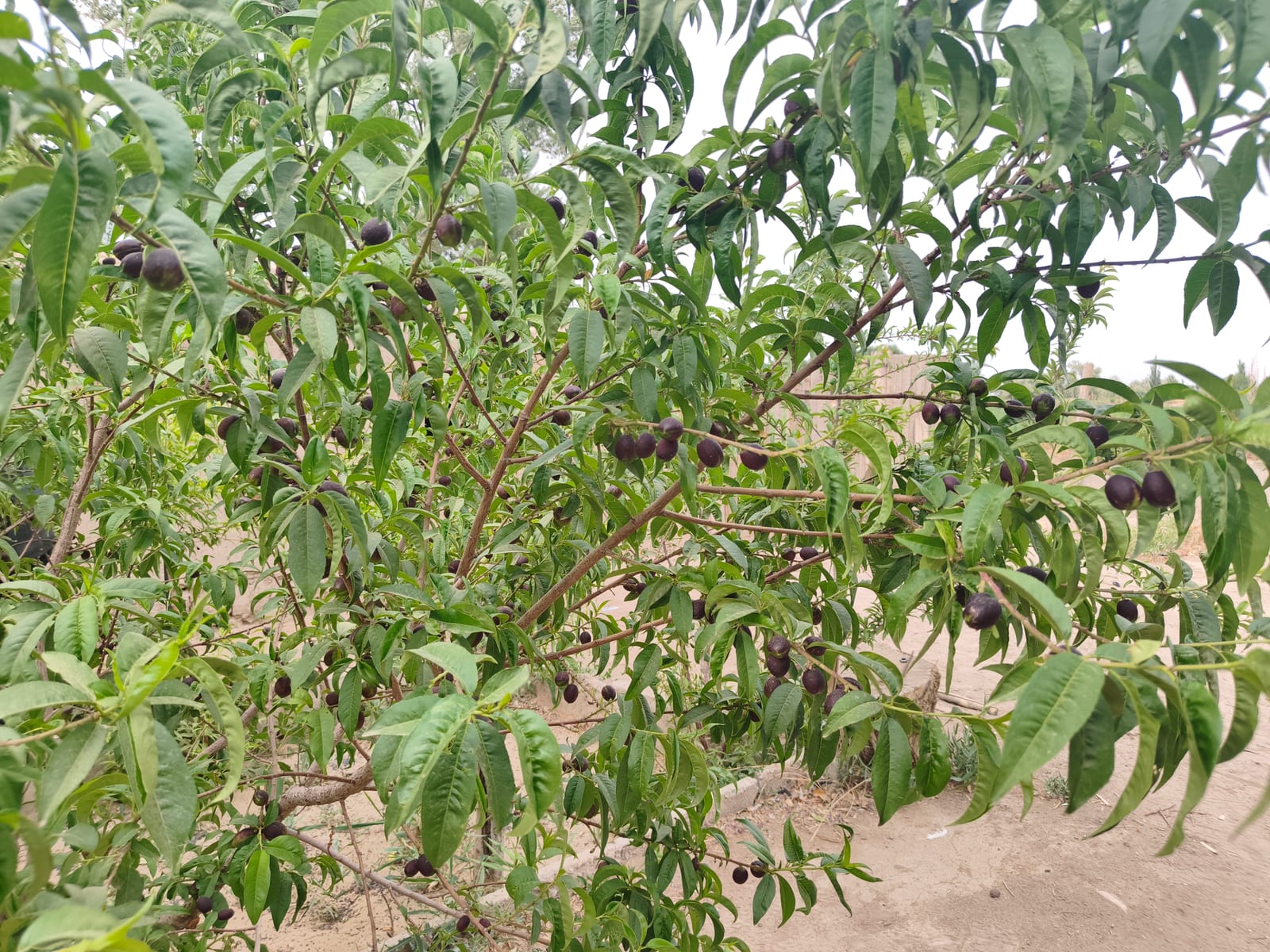 树上挂满了果实的记录照片