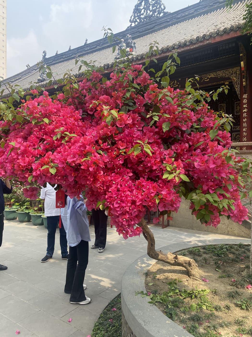 成都成都随拍旅行照片