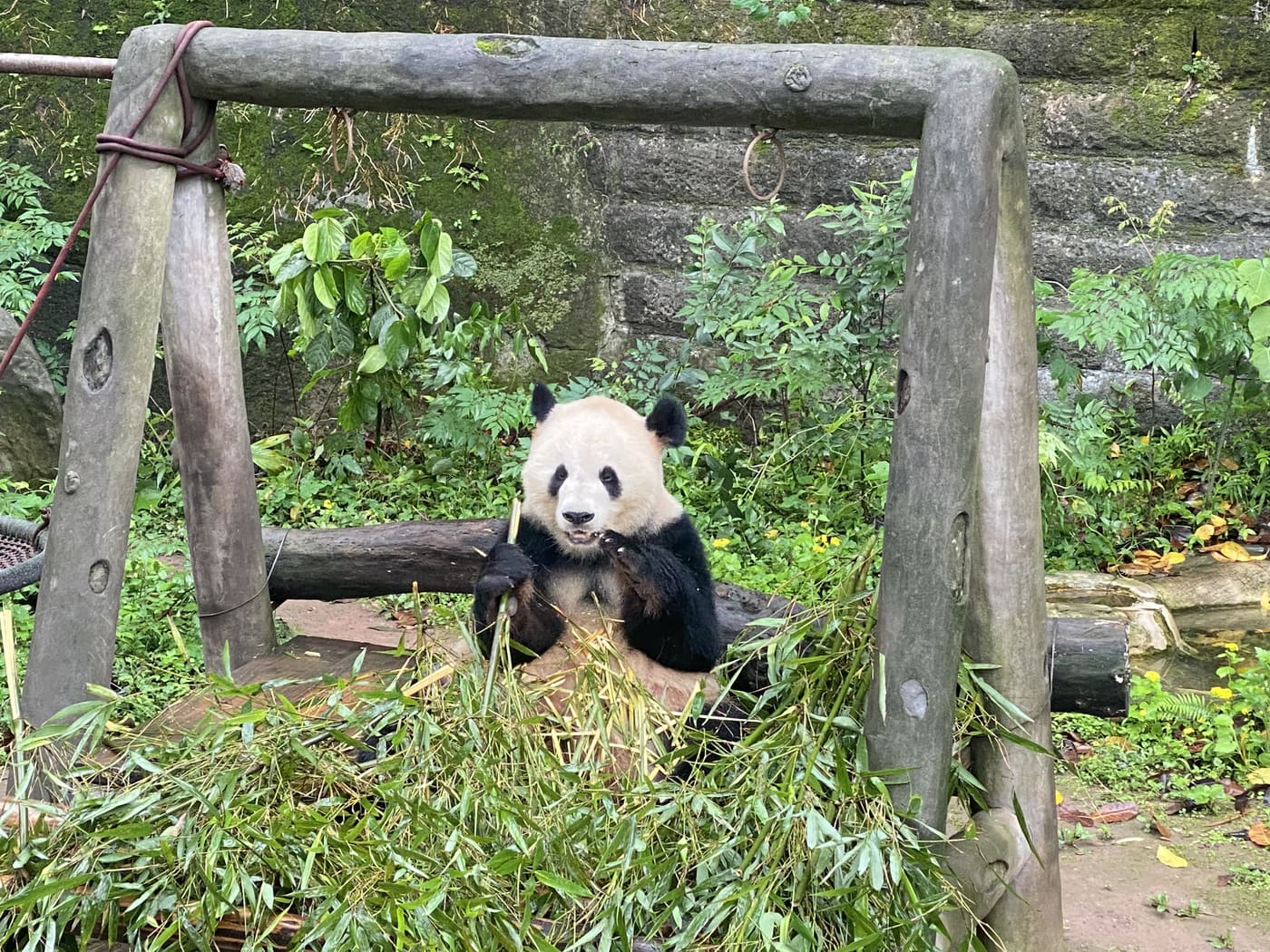 重庆偶遇的小动物旅行照片