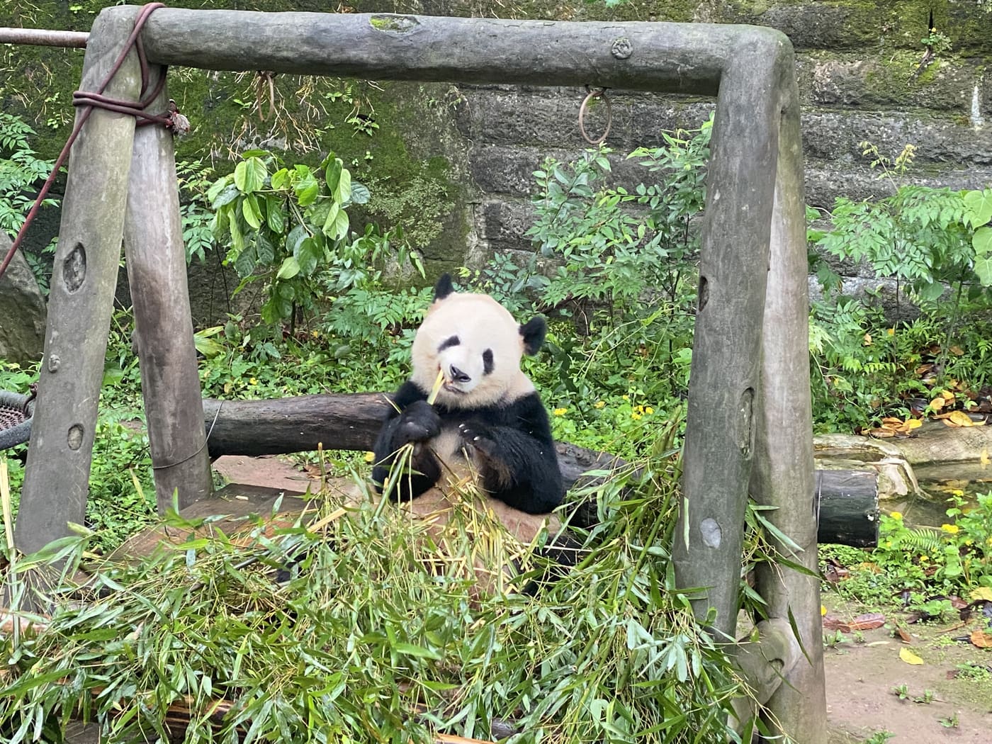 重庆偶遇的小动物旅行照片