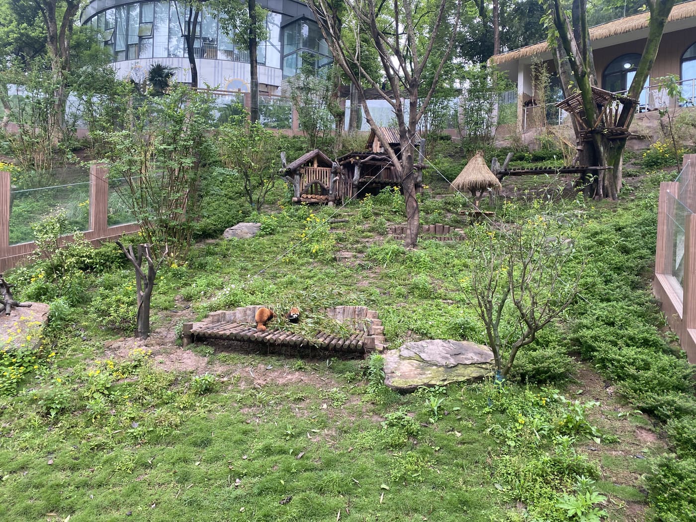 重庆偶遇的小动物旅行照片