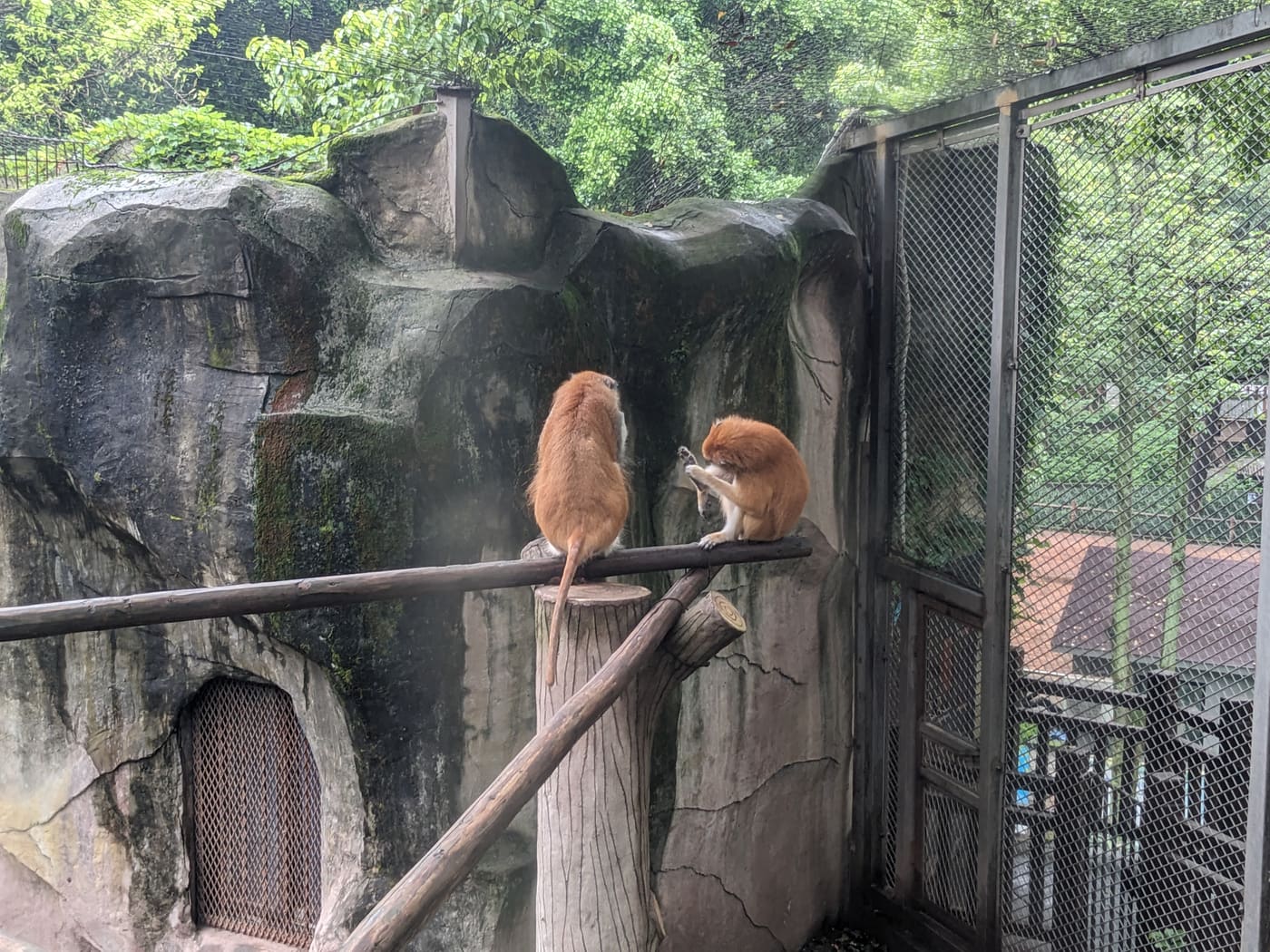 重庆偶遇的小动物旅行照片